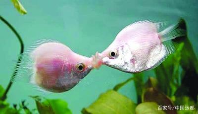 放出爱的气息吸引爱鱼不要以为雌鱼只是消极地等待着雄鱼的追求,其实