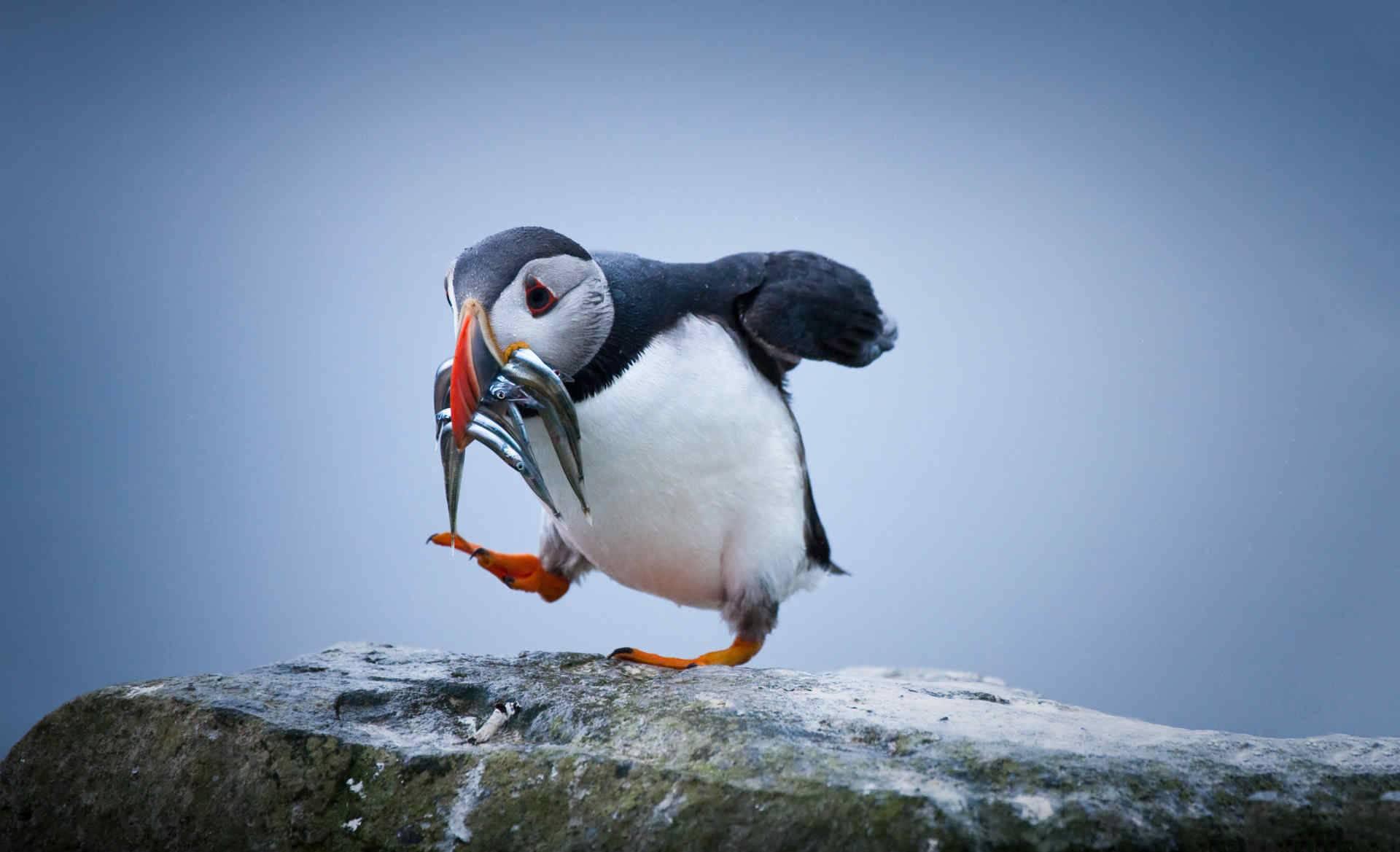 号称小丑鸟的北极海鹦有何过鸟之处可以一口气捕捉62条鱼