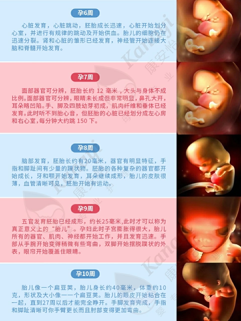 胎儿发育40周全过程图片