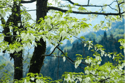 五月是鸽子花盛开的季节荥经龙苍沟是鸽子花盛开的地方5月30日让我们