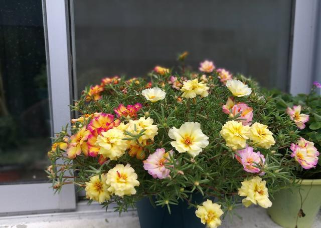 原创扦插太阳花记住1点7天就开花还能开成大花球一次上百朵