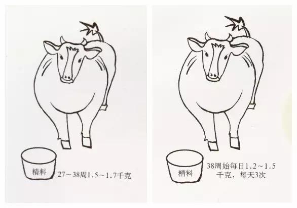 妊娠母牛的饲养管理 一 运动