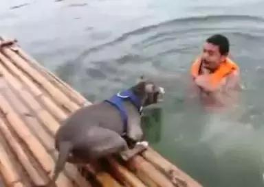 落水後鬥牛犬拚命營救，主人卻哭笑不得，還讓不讓人游泳了？ 萌趣萌寵 第1张