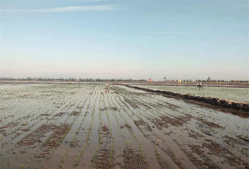 插秧过程中的水田