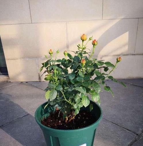 原创秋天养盆栽月季花,"3点"不能少,嫩芽花苞呼呼冒,棵棵开爆盆