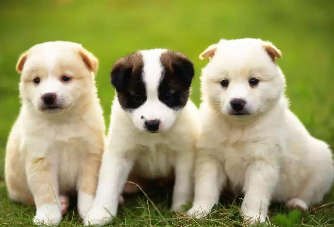 一篇文章教你狗狗不同成长阶段如何科学喂养 给予