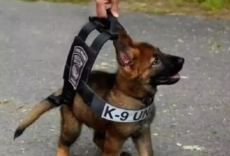狗狗小小年纪就当上公务员了 在警局的工作 让不少人心都融化 警犬