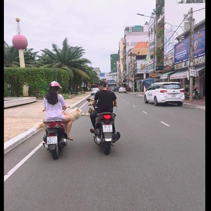 两位网友骑摩托车 在并行时车上狗子在互相亲对方 太会撩了吧 哈士奇 两位网友骑摩托车 在并行时车上狗子在互相亲对方 太会撩了吧 哈士奇