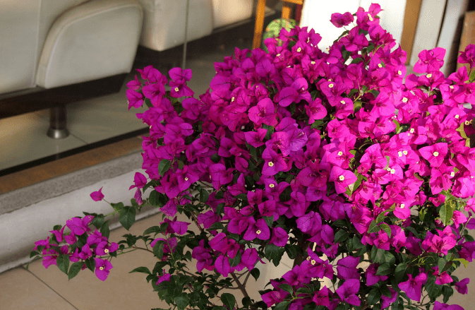 盆栽花推荐耐旱 3321389f615e4aae94d62343c02e8f98.png