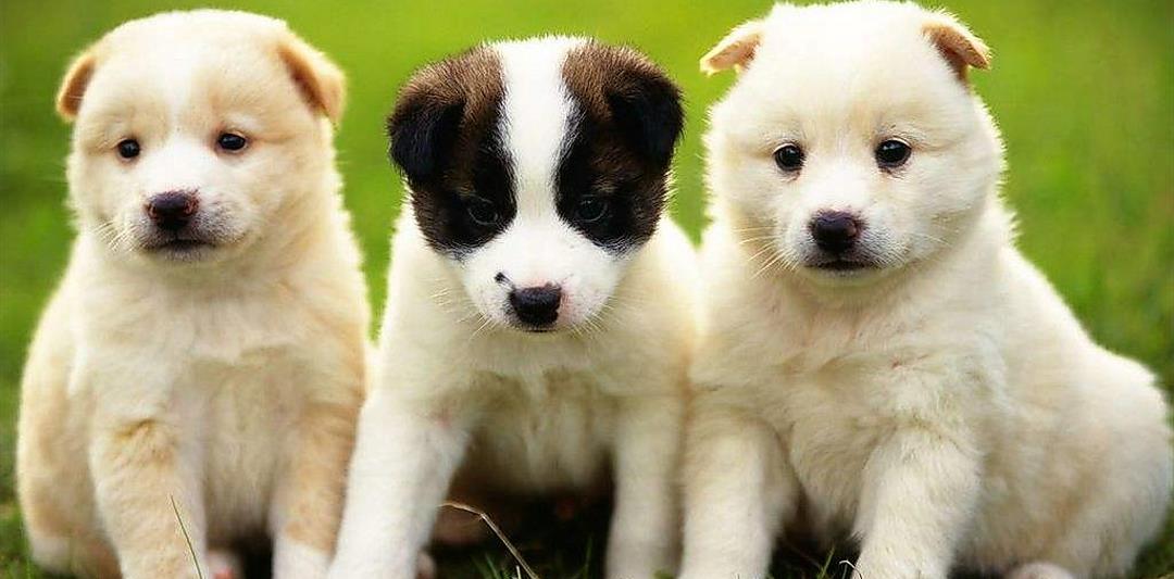 如何拥有一只狗 cfa4e1ce96fe4ec1b73e0390f347fc50.jpeg