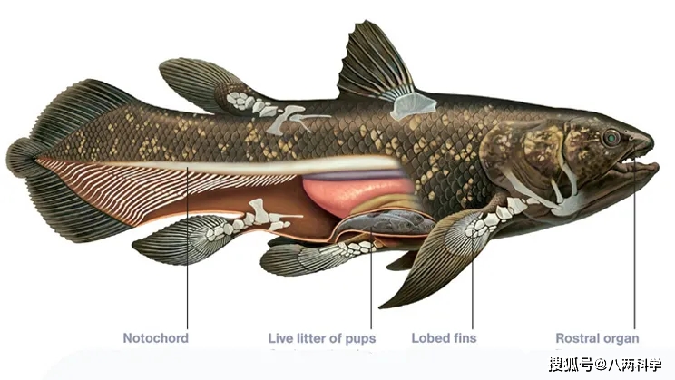 8个鳍 躲进深海4 2亿年 这条鱼或是全陆生脊椎动物的祖先 史密斯