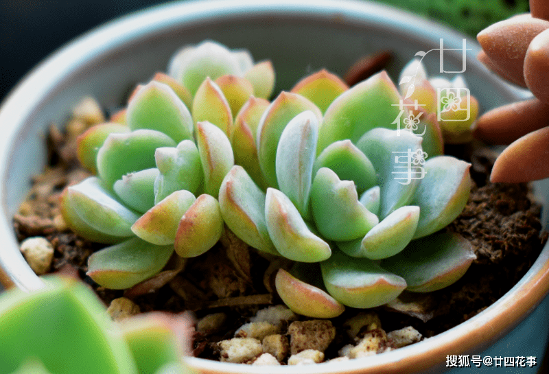 多肉怎么上盆新手 8c5bfb29d5ad42eeace05b866872060e.png