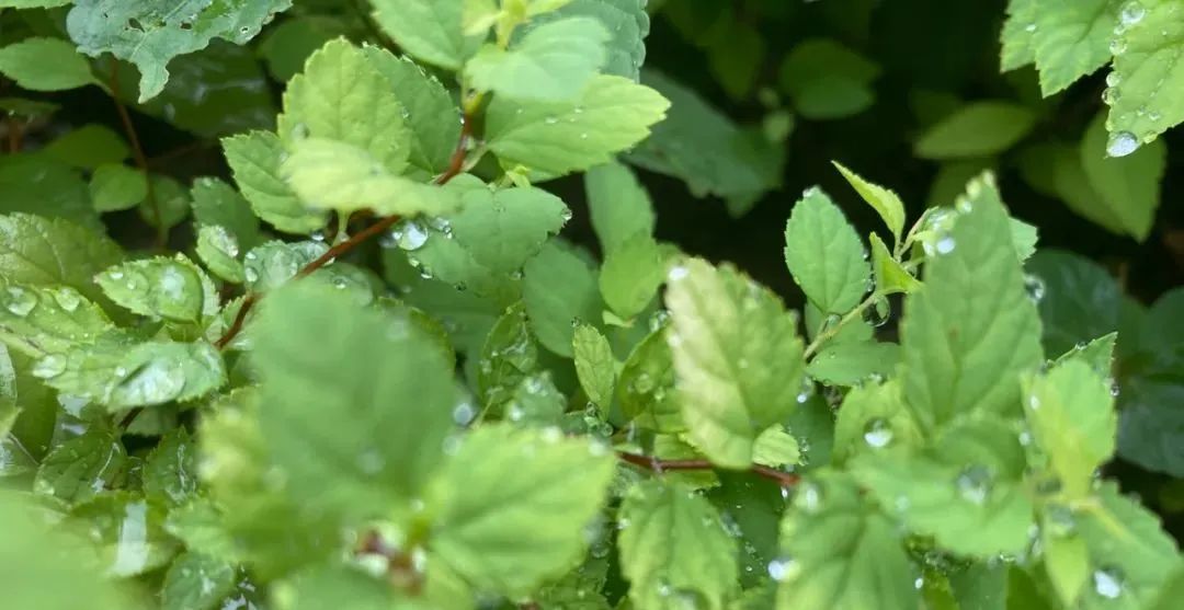 问题|中国儿童近视率为什么这么高？答案在这里