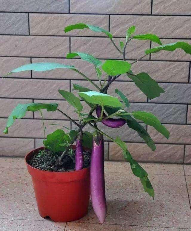 原创阳台种一盆茄子比养绿萝好一个种植技巧结果多吃不完