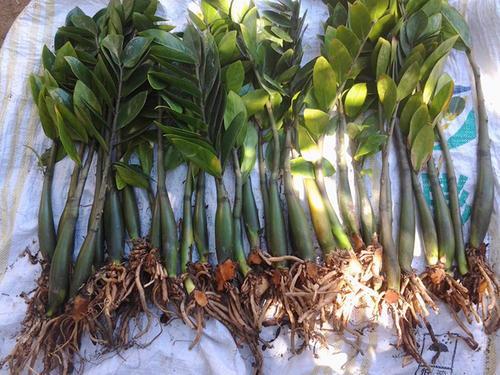 怎么养金钱树长得最快 e61f2e1419ee4a489701d2c564f60be8.jpeg