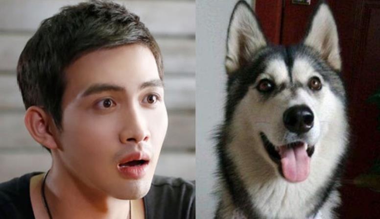 新剧《司藤》男主撞脸"德牧"?奶狗,狼狗都演过,演艺经历丰富_张彬彬