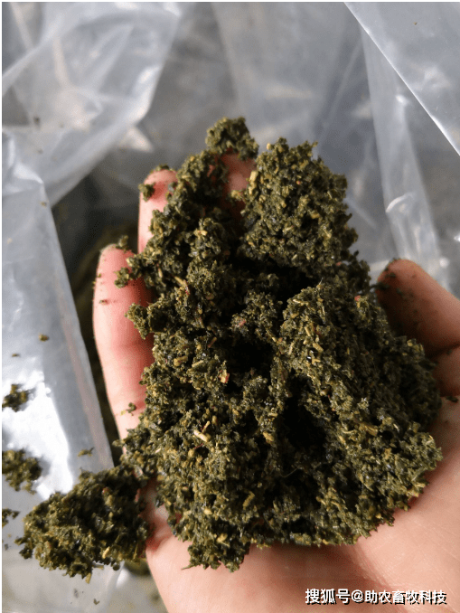 构树叶最简单的发酵及喂养动物方法,营养好不影响生长速度肉质好_饲料