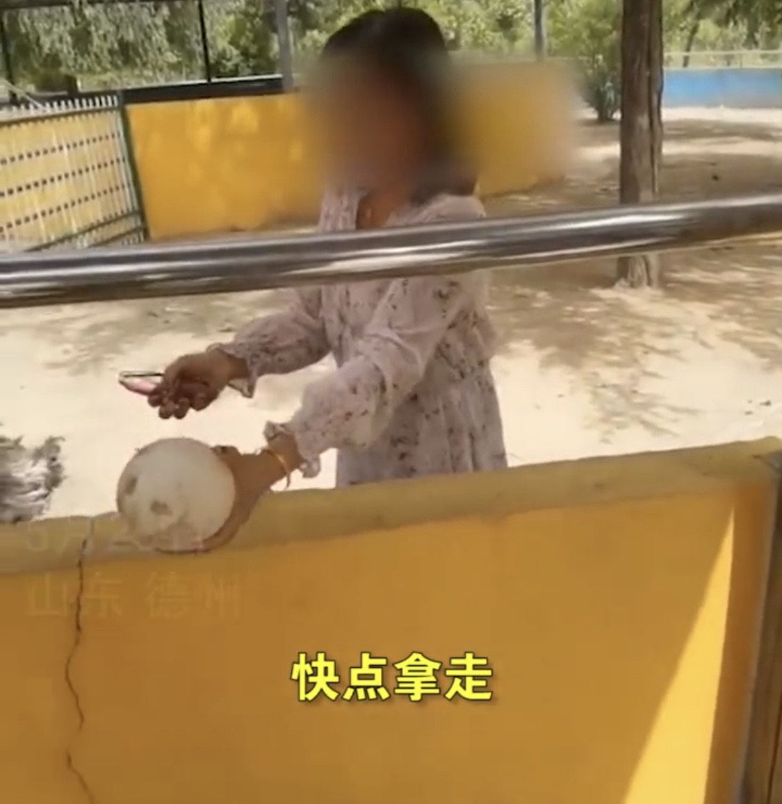 原创德州植物园一女子翻围栏偷鸵鸟蛋，家人曾多次劝阻，女子坚持偷蛋