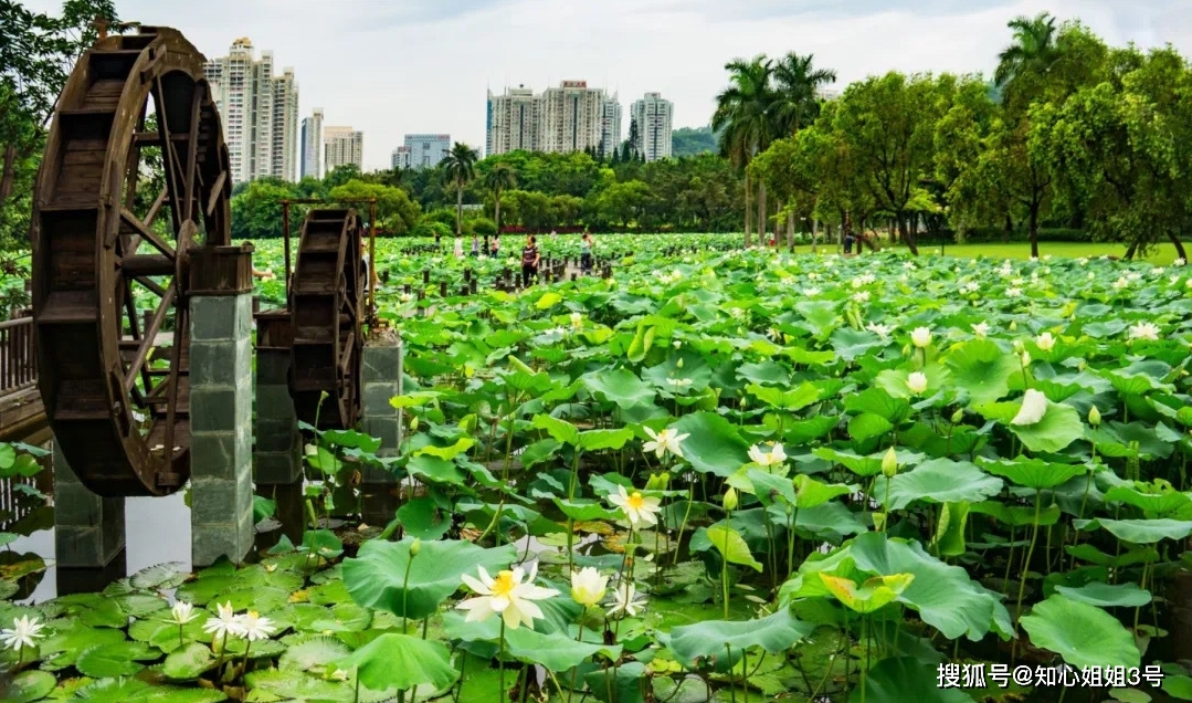 深圳洪湖百亩荷花绽放,相聚荷塘边赏花留念,是夏日独特的记忆_公园