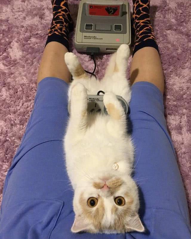 出差把猫咪交给男友照顾，回来后看见这一幕，喵：呵，回来干嘛