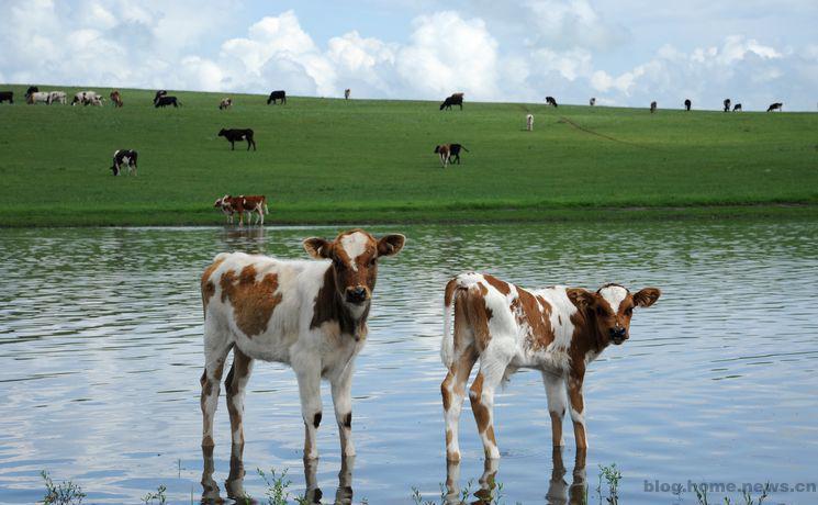 牛百叶干病是什么原因用什么药