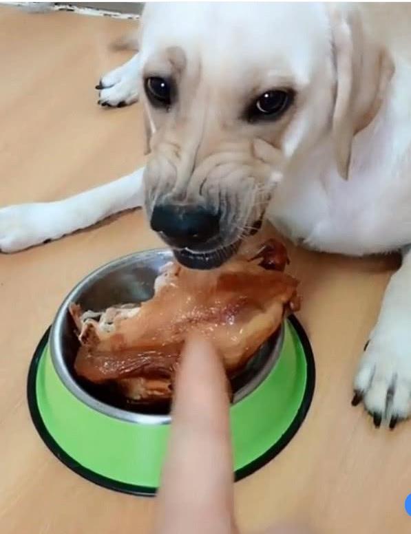 狗为啥吃鸡 fa6d846b00b24ec19a6c93884f670fb0.jpeg