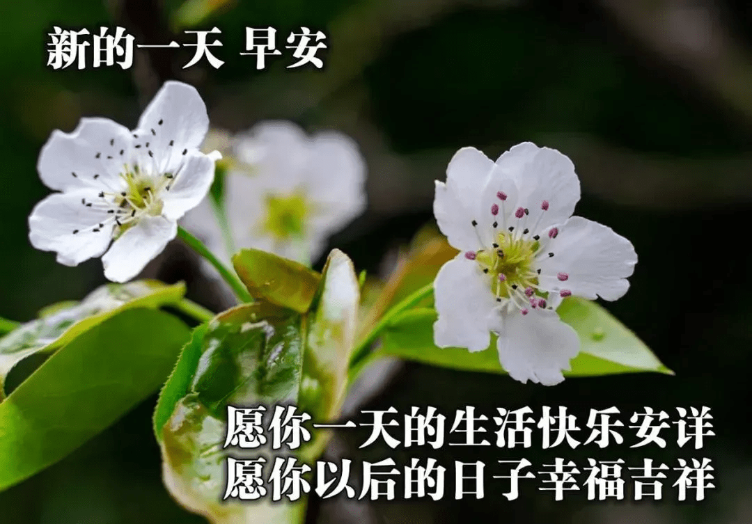 最美的早安问候图片新的一天祝大家早安祝福语