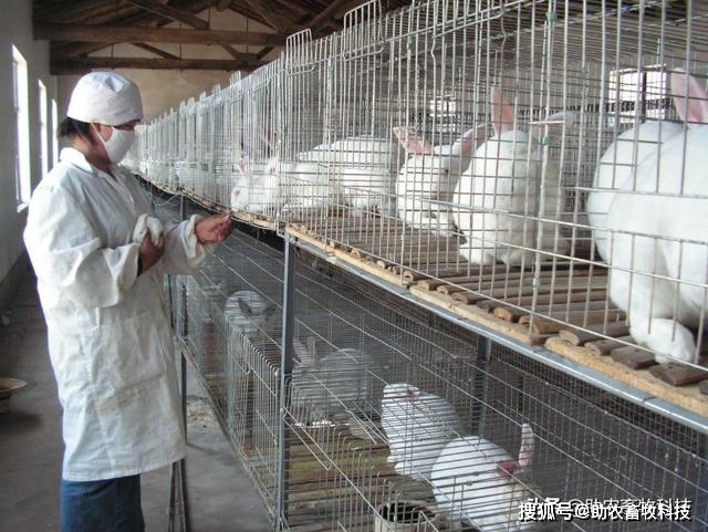 最简单的养兔 60401566b21447a19578860ea4fe6cf3.jpeg