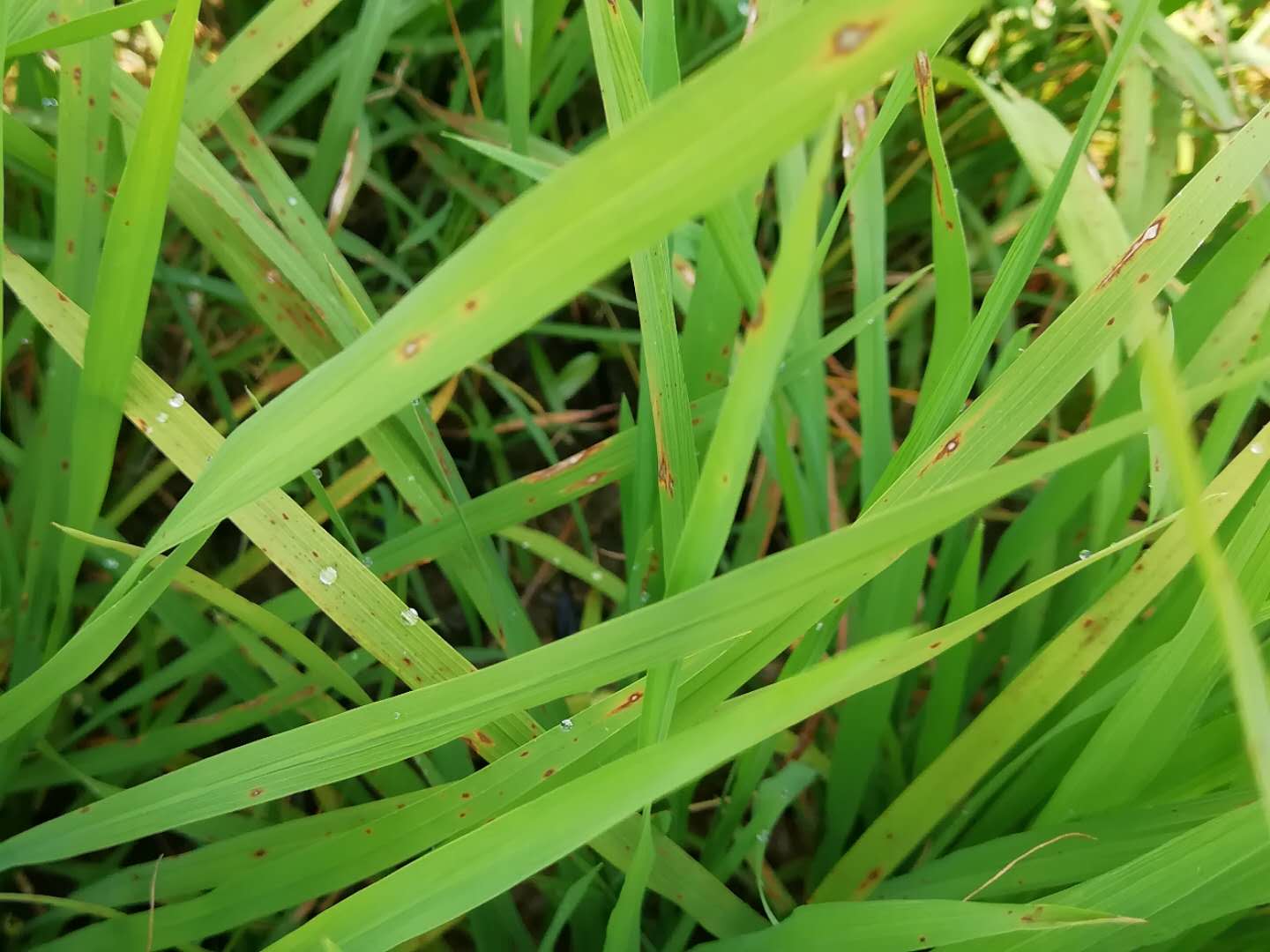 原创早稻稻瘟病严重,很多田块已经坐蔸,建议农友及时防治