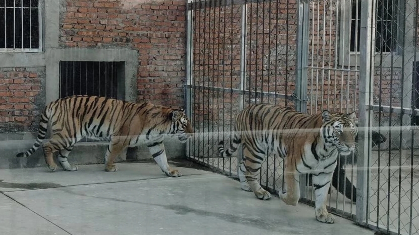 突发!淅川县发生一起老虎袭人事件