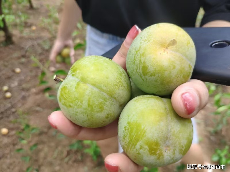 李子樹的形狀特點落葉喬木,高9-12米,樹冠廣圓形