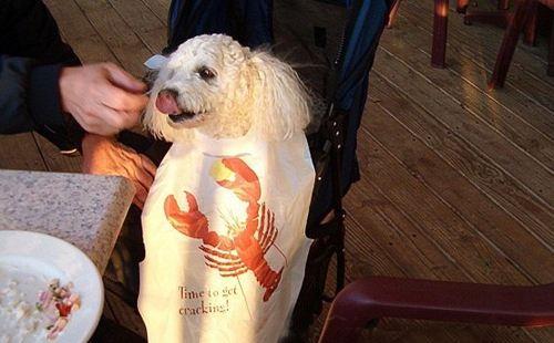 怎么教狗狗不跟陌生人走 ab777a70a63b462bbac116907876ee74.jpeg