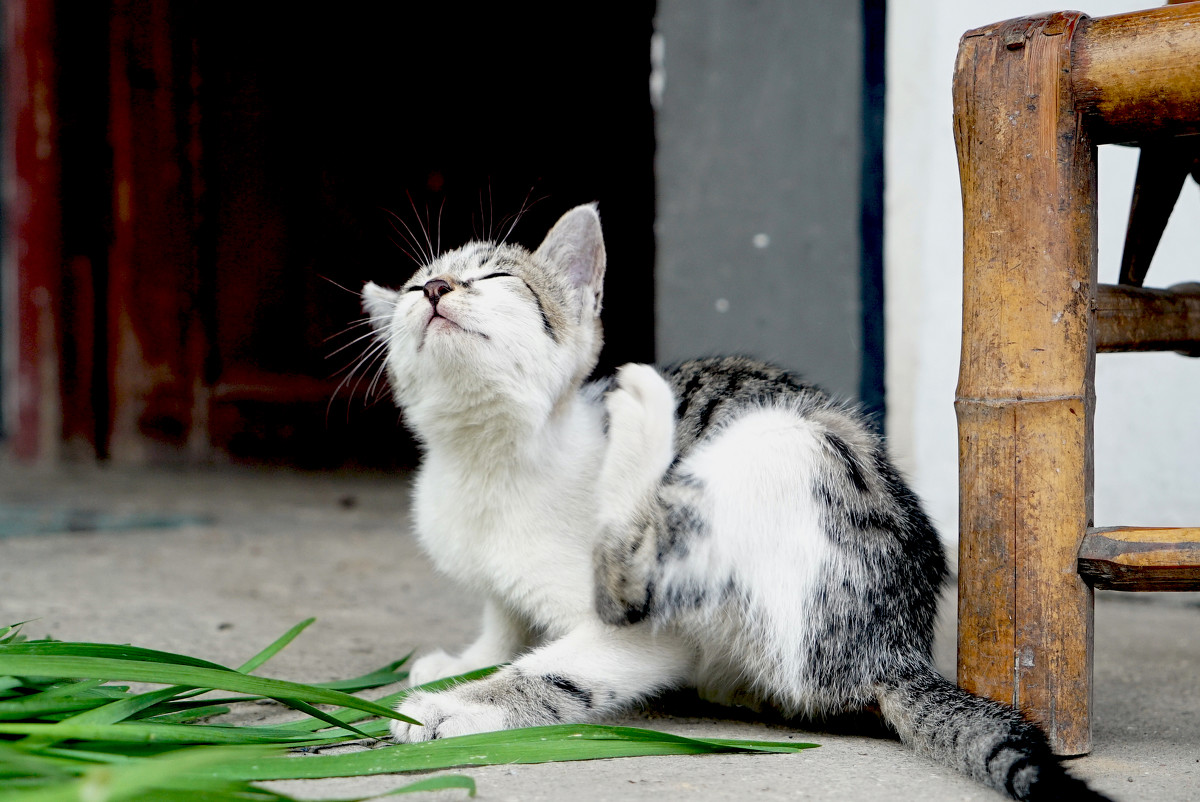 猫驱虫后几小时一直挠