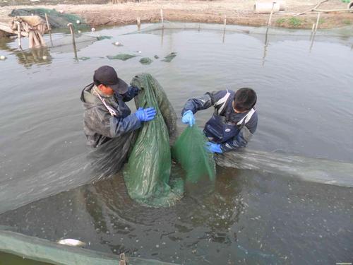 湖北良成農業科技黃骨魚養殖大熱不能讓大肚子病影響利潤