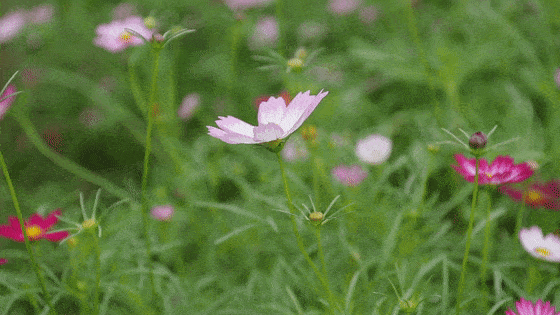 560_315gif 动态图 动图