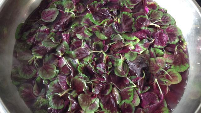 夏天此菜钙含量是菠菜的3倍,用此菜代替鸡蛋吃,营养又美味_苋菜