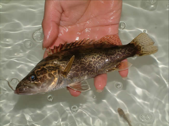 鳜鱼价格正盛不要被肝胆病影响出鱼做好这几点有效预防