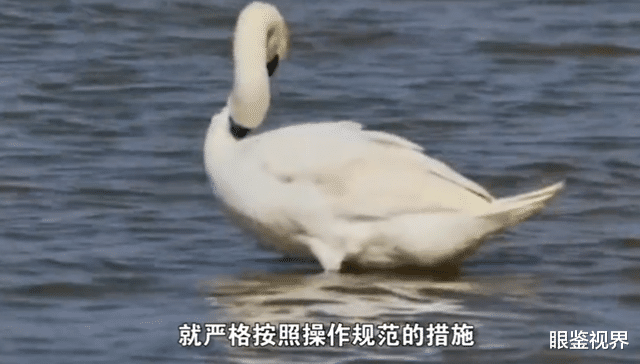 什么办法不让鸡鸭鹅叫 9b7e193fe7bb4703bf29371431b33899.png