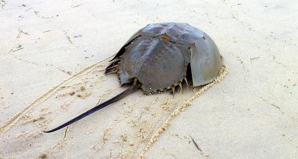 鲎真的4亿多年都没有发生改变吗这种蓝血生物躲过了进化