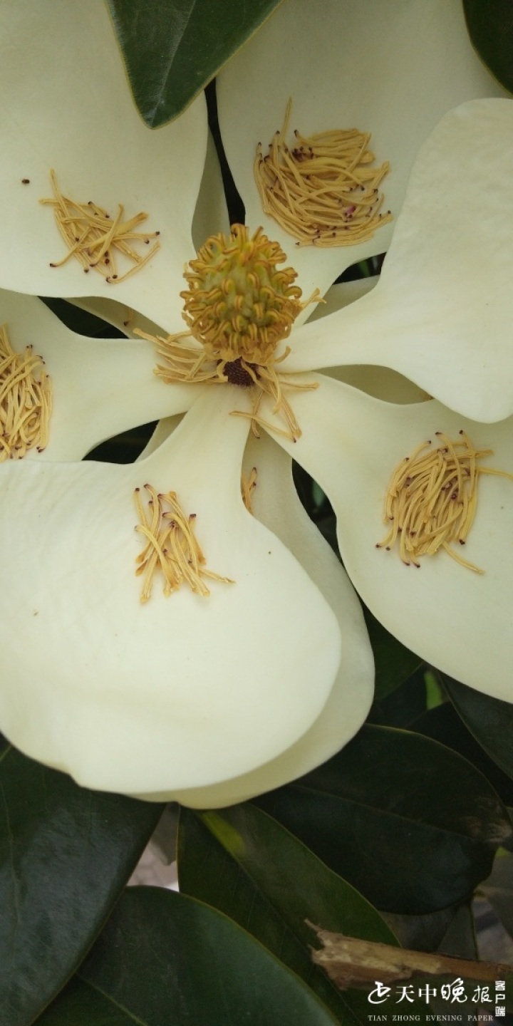 "四世同堂"广玉兰