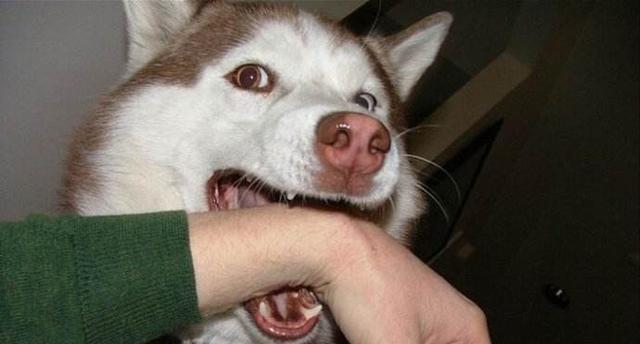 自己怎么做狗狗嘴套 b03cc4c083bc4a87835c96e0aa5ad130.jpeg