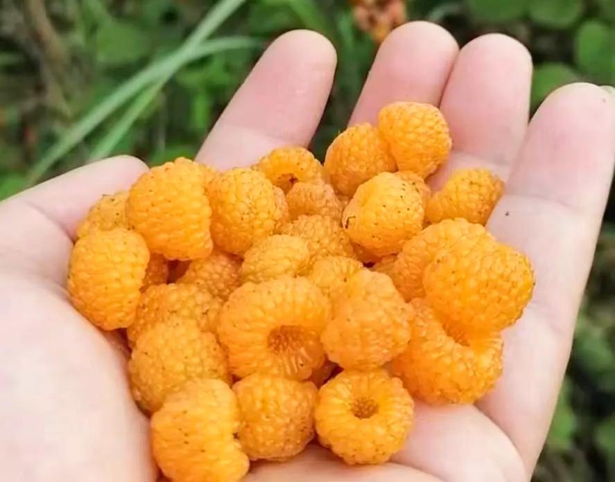 五月腾冲泡味十足