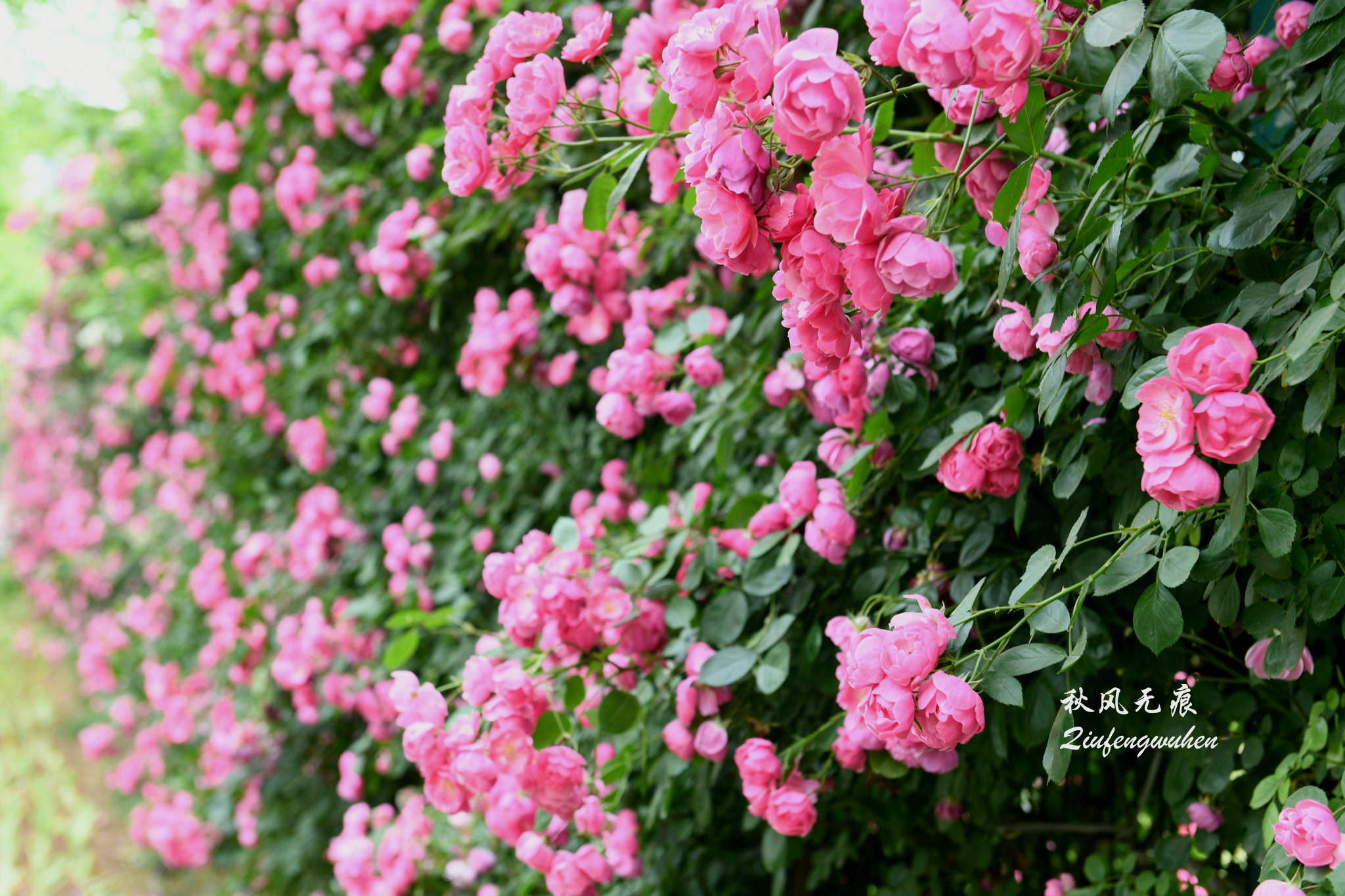 夏风世博园的锦绣花意与美丽夕照 花儿 新闻时间