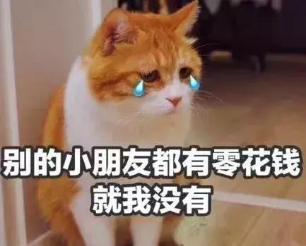 一只猫要多少块钱 a6502a4e13fe4338bcd2f6f5f12d4de2.jpeg