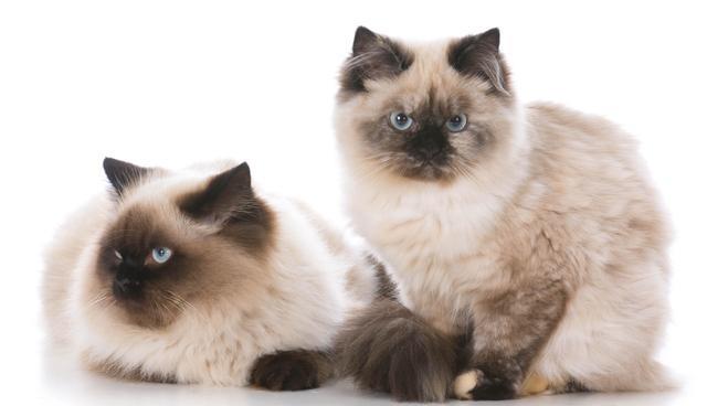 小猫如何分辨传统版布偶猫 b3d32d682e284fca9a87b05af8e4c975.jpeg