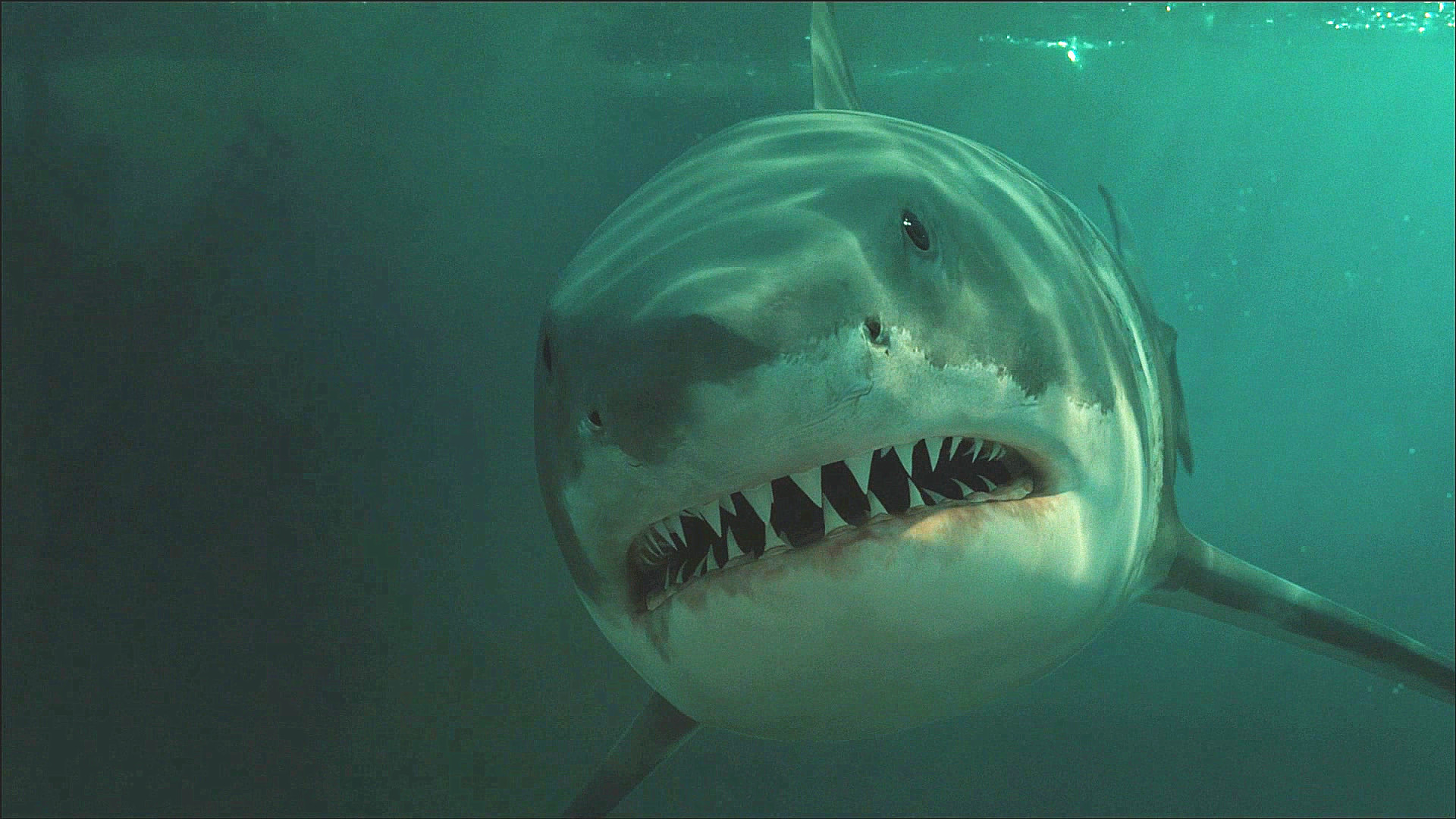 有关鲨鱼的电影20部 十部顶级鲨鱼电影