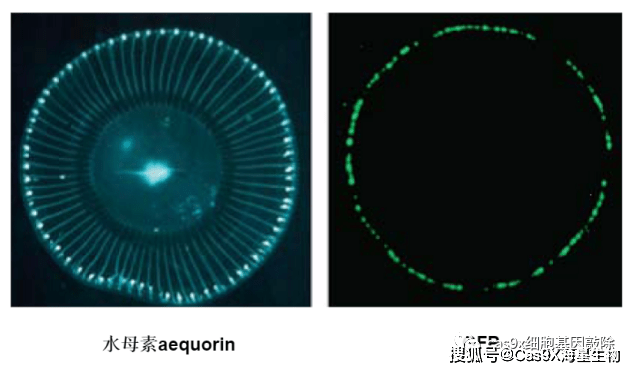 荧光蛋的化学原理是什么_荧光色是什么颜色(3)
