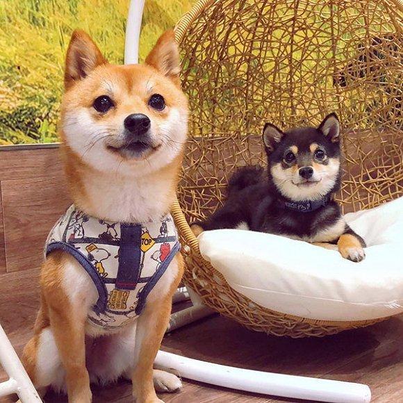 豆柴多少钱一只成都想买柴犬的小伙伴看过来