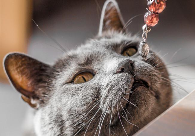 最便宜也要近万 世界级珍贵猫种 法国名流夏特尔猫 猫咪