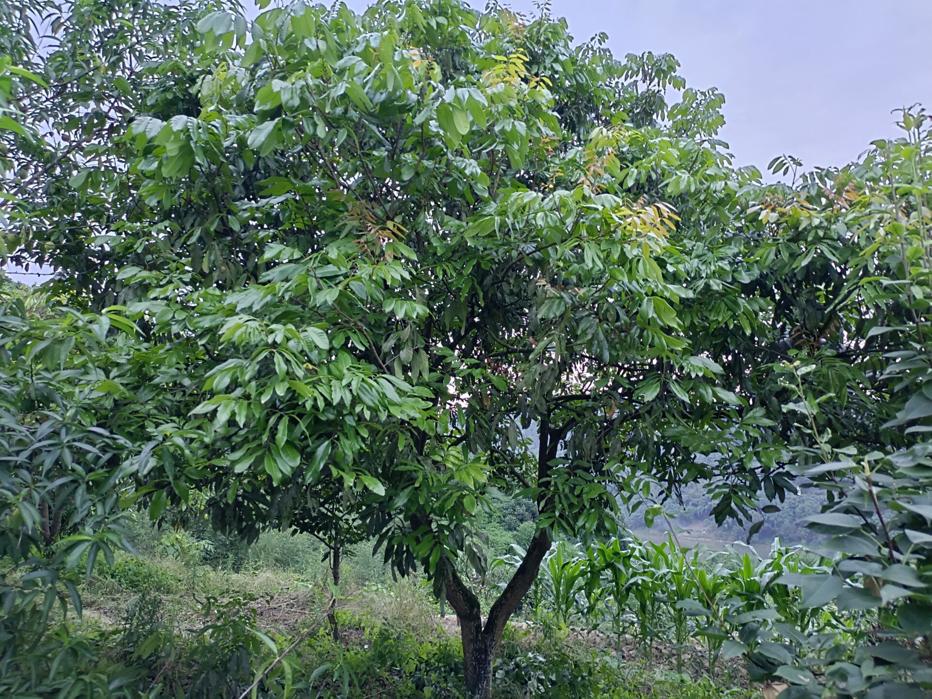 泸州合江一批龙眼树出售
